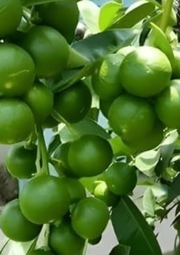 Thai Seedless Lemon Grafted Plant