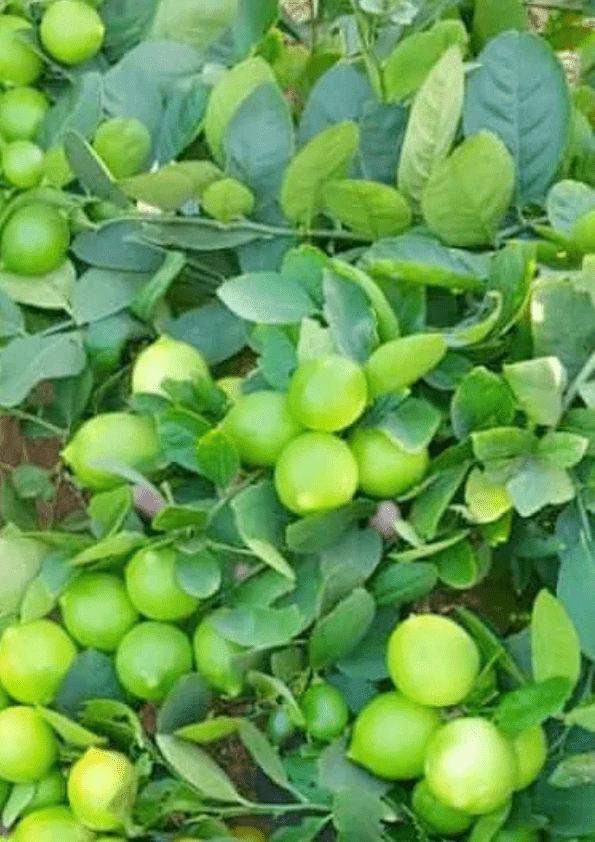 Thai Seedless Lemon Grafted Plant