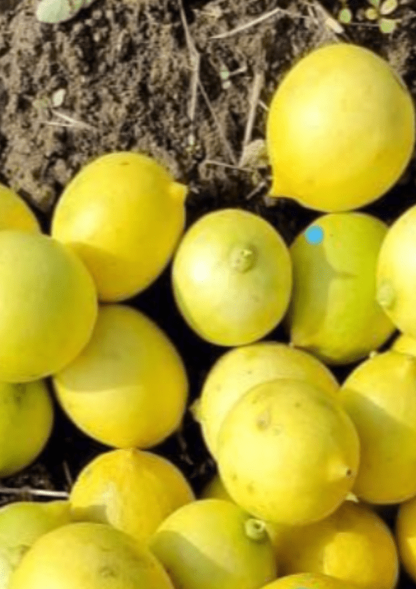 Thai Seedless Lemon Grafted Plant