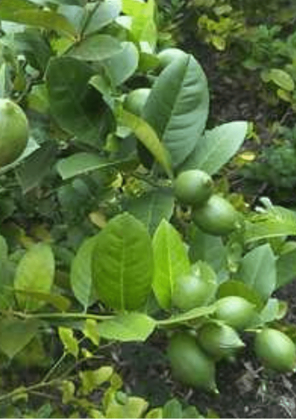 Thai Seedless Lemon Grafted Plant