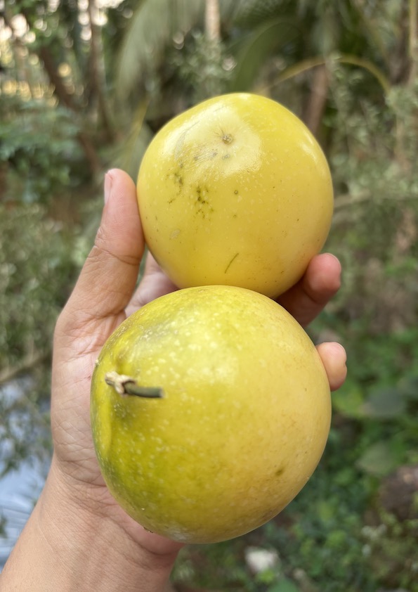 Giant Yellow Passion Fruit Plant