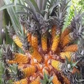 Medusa Pineapple Fruit Plant