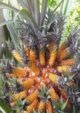Medusa Pineapple Fruit Plant