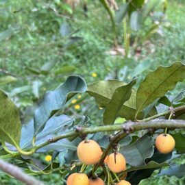 Berba Fruit Plant