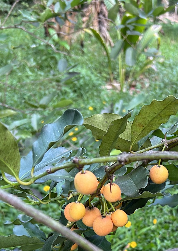 Berba Fruit Plant