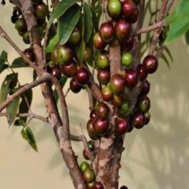 Jaboticaba Escarlate Fruit Plant