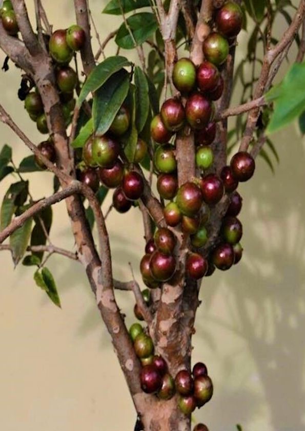 Jaboticaba Escarlate Fruit Plant