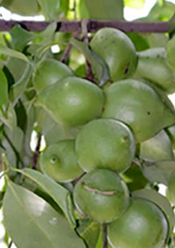 Garcinia Assamica Fruit Plant