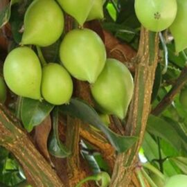 Garcinia Assamica Fruit Plant