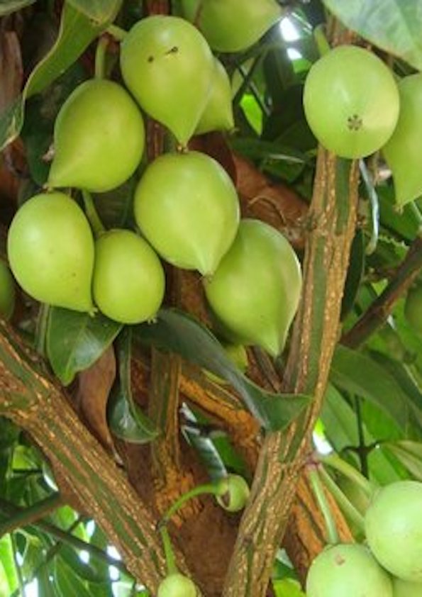 Garcinia Assamica Fruit Plant