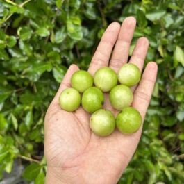 Jaboticaba Aureana Fruit Plant