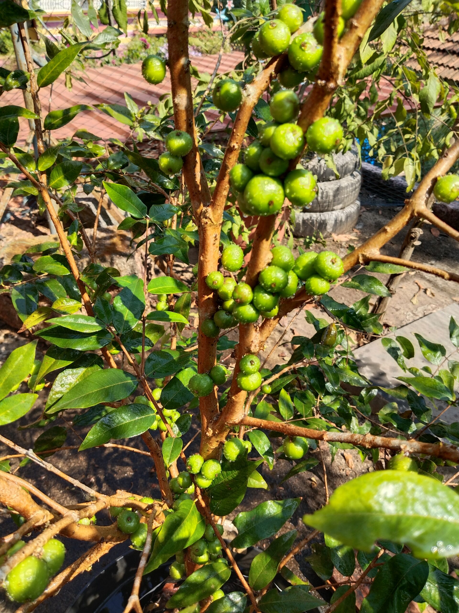 Buy Rare Fruit Plants