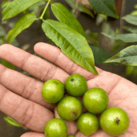 Jaboticaba Aureana Fruit Plant