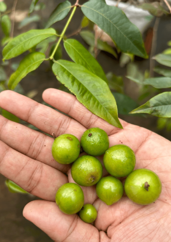Jaboticaba Aureana Fruit Plant