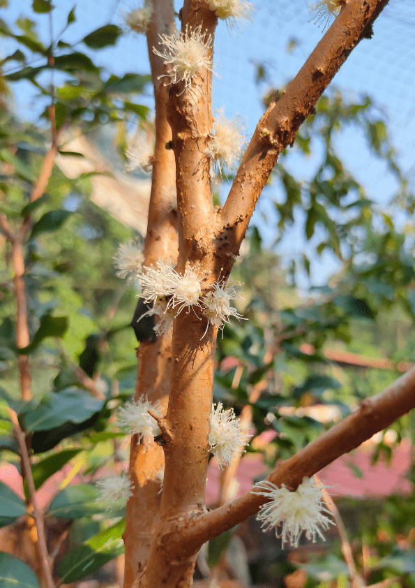 Jaboticaba Aureana Fruit Plant