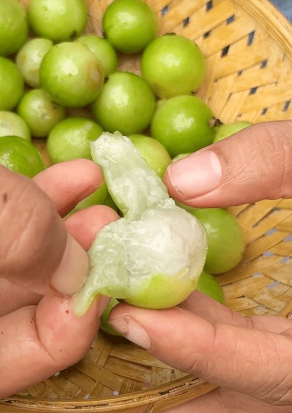 Jaboticaba Aureana Fruit Plant
