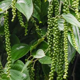 Black Pepper Plant