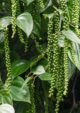 Black Pepper Plant