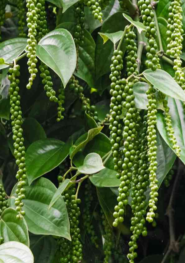 Black Pepper Plant