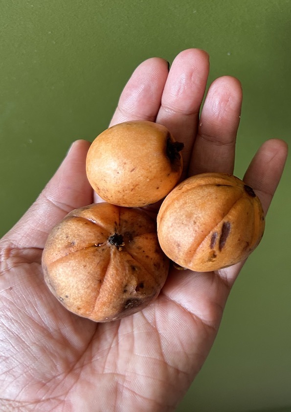 Garcinia Cowa Fruit Plant