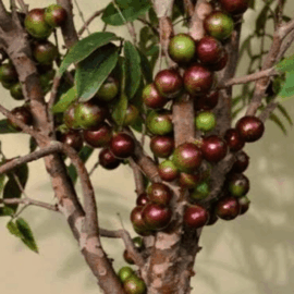 Jaboticaba Escarlate Fruit Plant