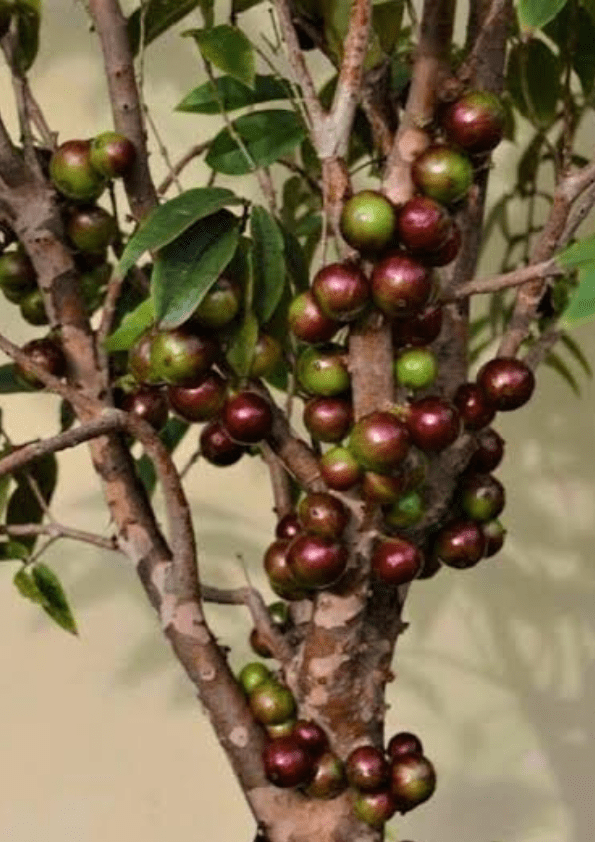 Jaboticaba Escarlate Fruit Plant