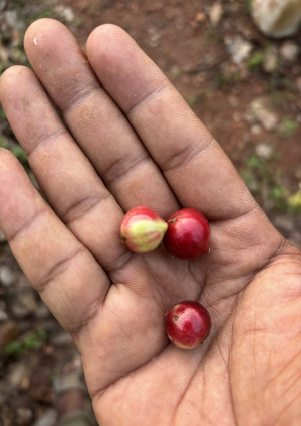 Jaboticaba Escarlate Fruit Plant