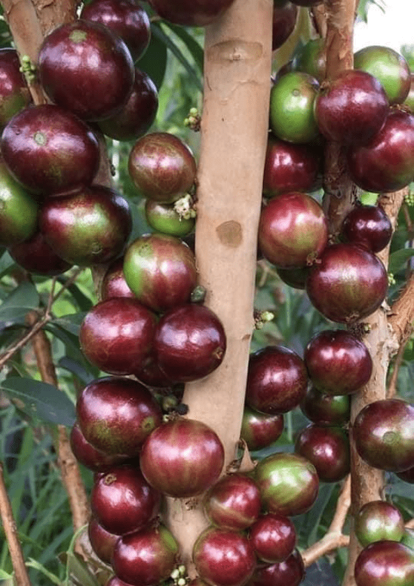 Jaboticaba Escarlate Fruit Plant