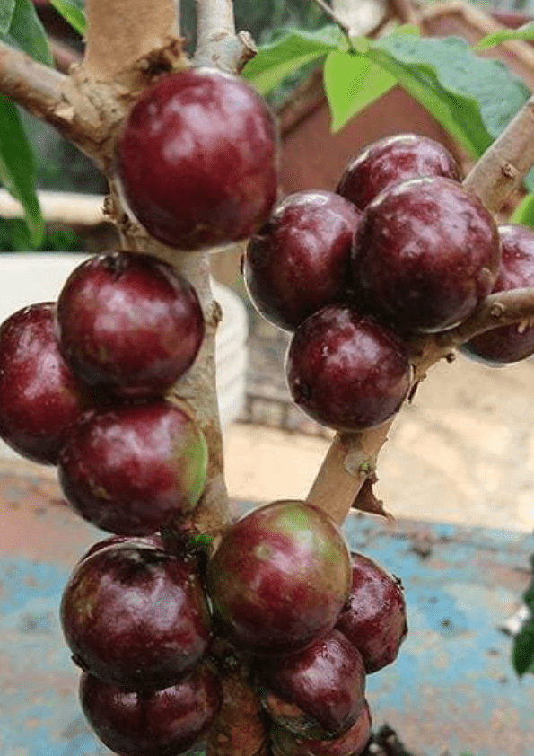 Jaboticaba Escarlate Fruit Plant