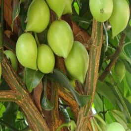 Garcinia Assamica Fruit Plant