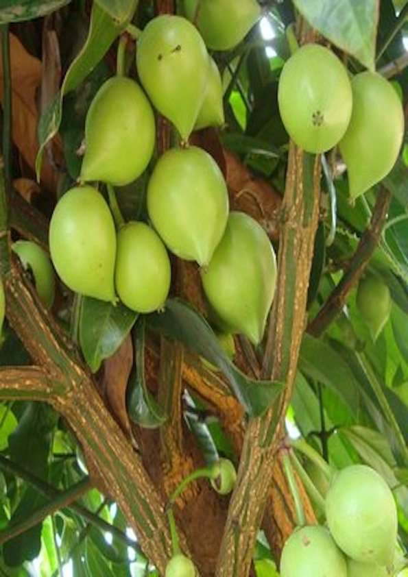 Garcinia Assamica Fruit Plant