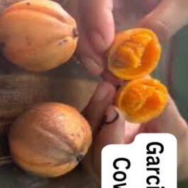 Garcinia Cowa Fruit Plant