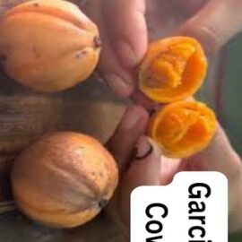 Garcinia Cowa Fruit Plant