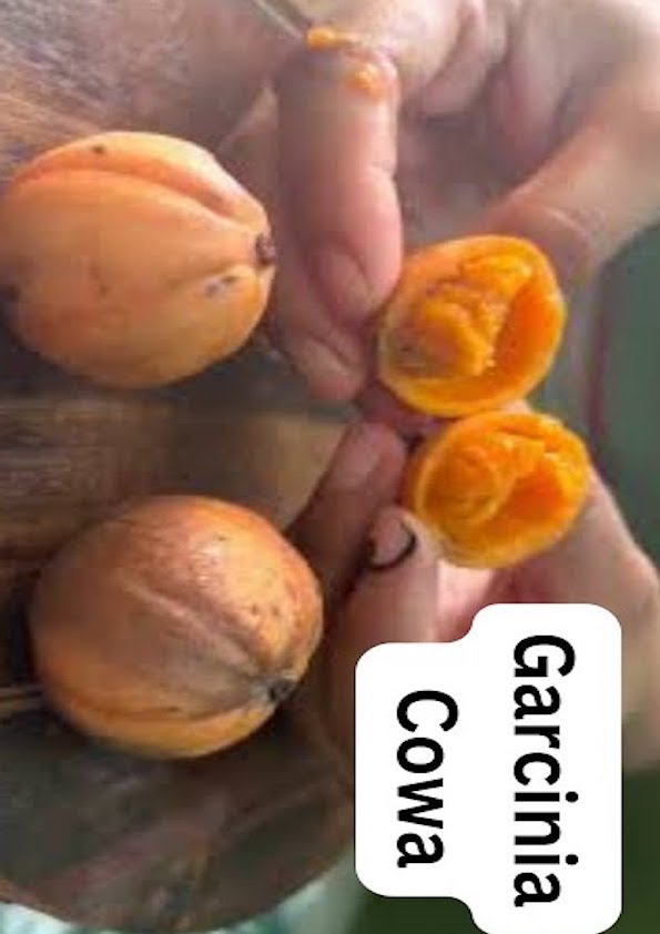 Garcinia Cowa Fruit Plant