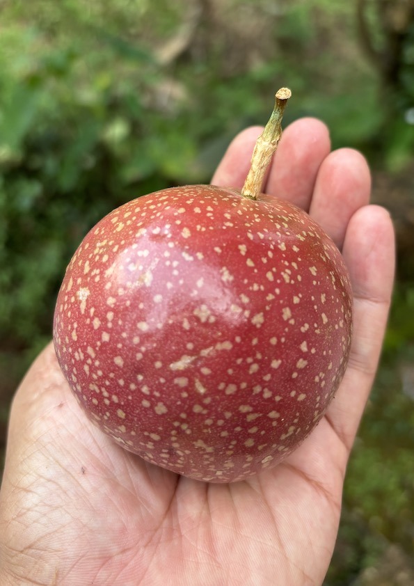 Giant Purple Passion Fruit Plant