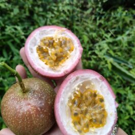 Passion Fruit Giant Purple Plant