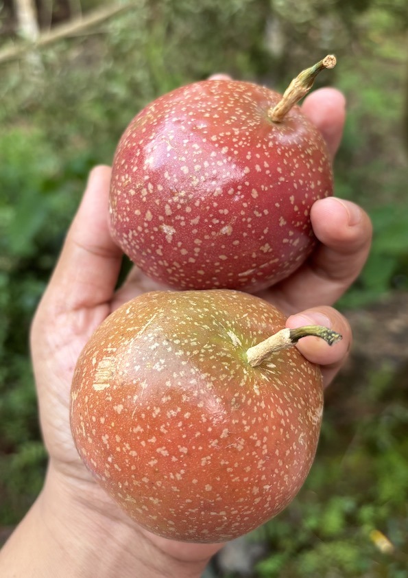 Giant Purple Passion Fruit Plant