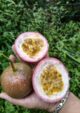 Giant Purple Passion Fruit Plant