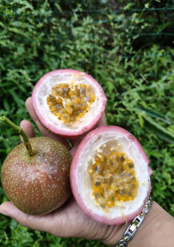 Passion Fruit Giant Purple Plant