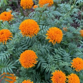Marigold Orange Seeds