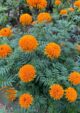 Marigold Orange Seeds