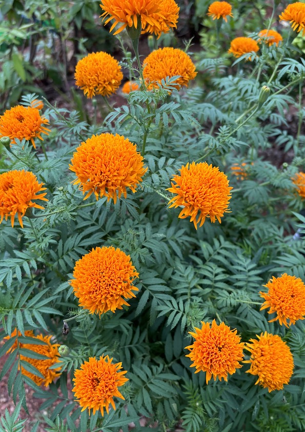 Marigold Orange Seeds