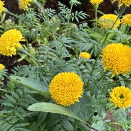 Marigold Yellow Seeds