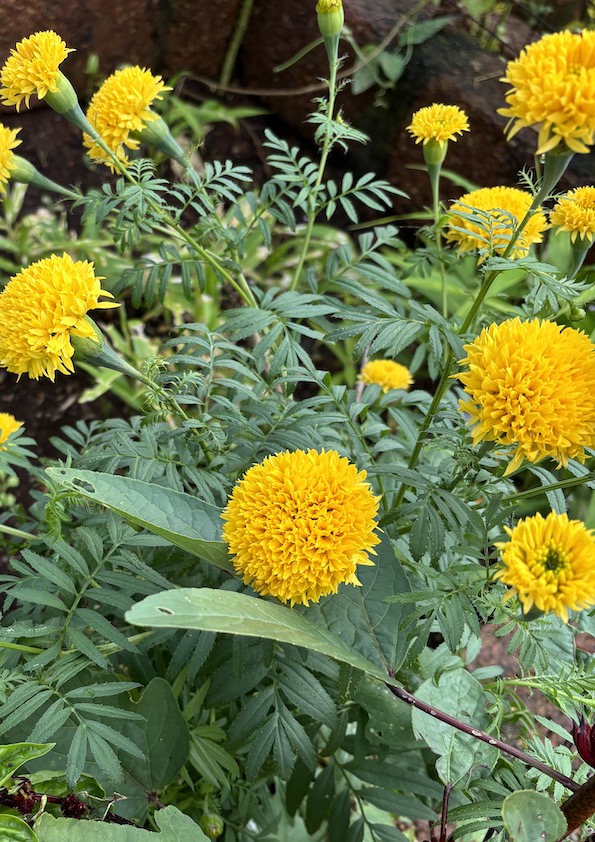 Marigold Yellow Seeds