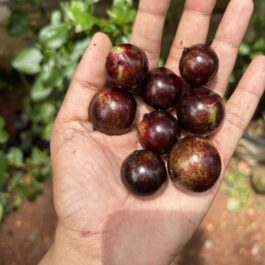 Jaboticaba Precoce Grafted Fruit Plant