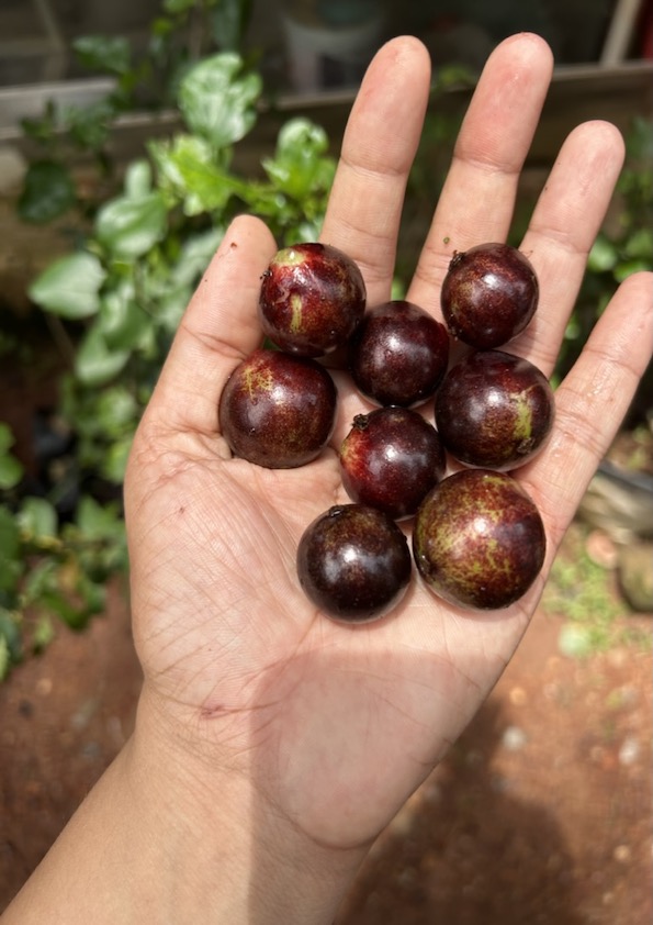 Jaboticaba Precoce Fruit Plant