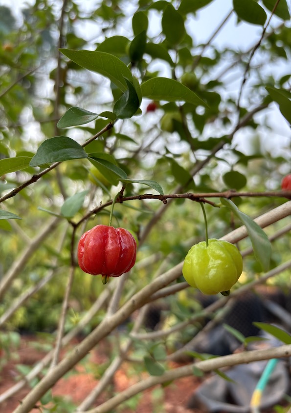 Red Surinam Cherry Fruit Plant