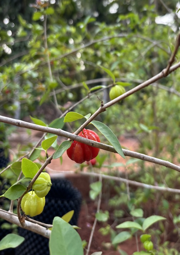 Red Surinam Cherry Fruit Plant