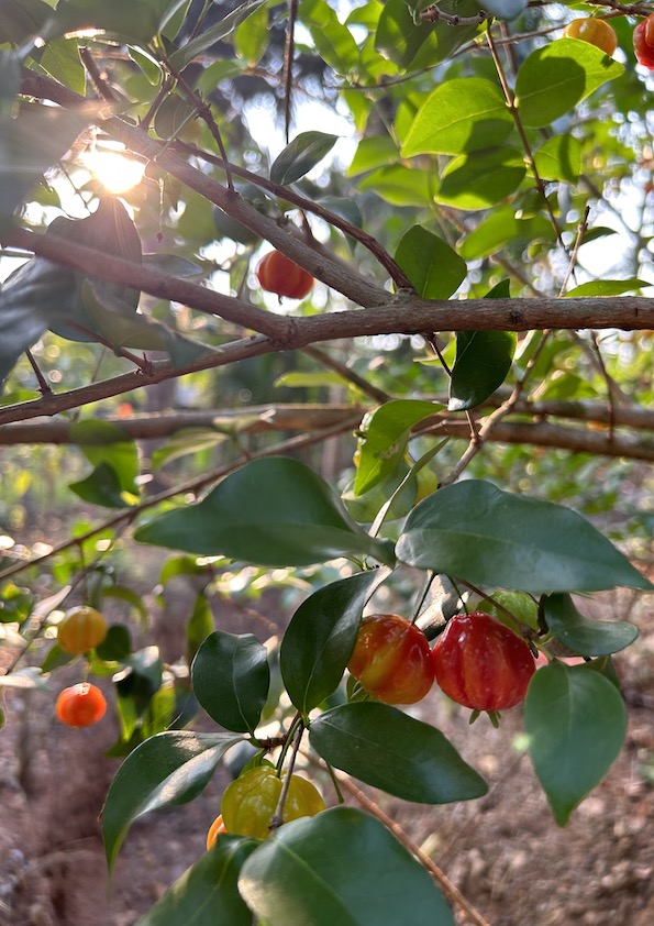 Red Surinam Cherry Fruit Plant