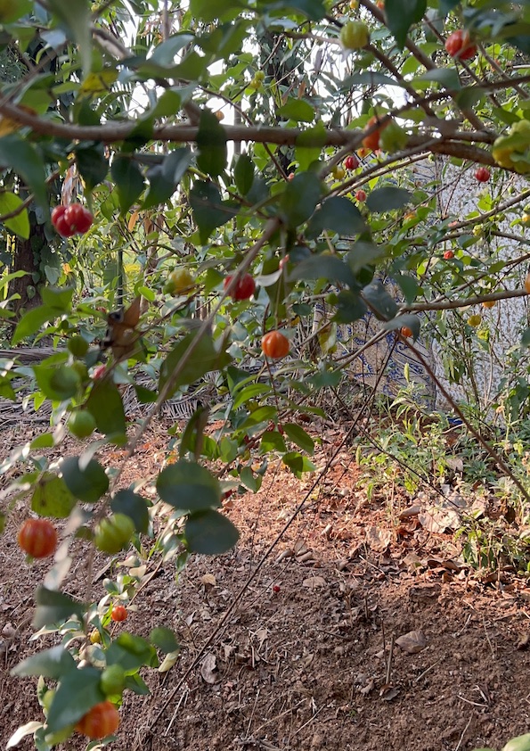 Red Surinam Cherry Fruit Plant
